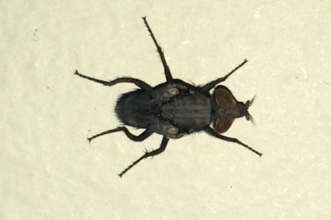 Wingless Fly - What's That Bug?