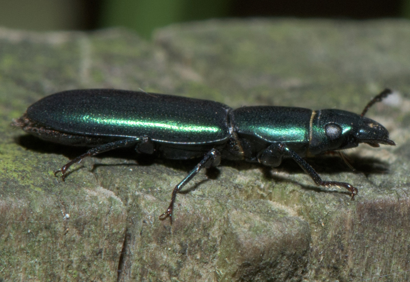 What Does a Bark Beetle Look Like