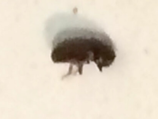 How To Get Rid Of Pantry Beetle