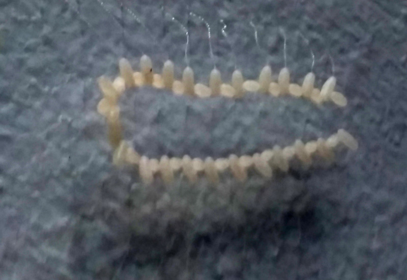 Lacewing Eggs