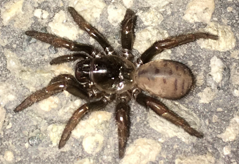 Southern Coastal Dune Trapdoor Spider What's That Bug?