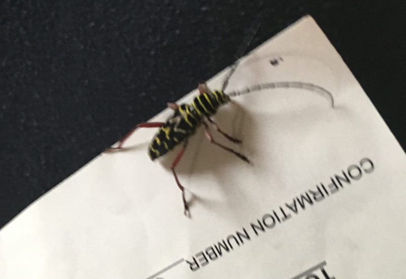 Are Locust Borers Dangerous to Humans? Uncovering the Truth What's