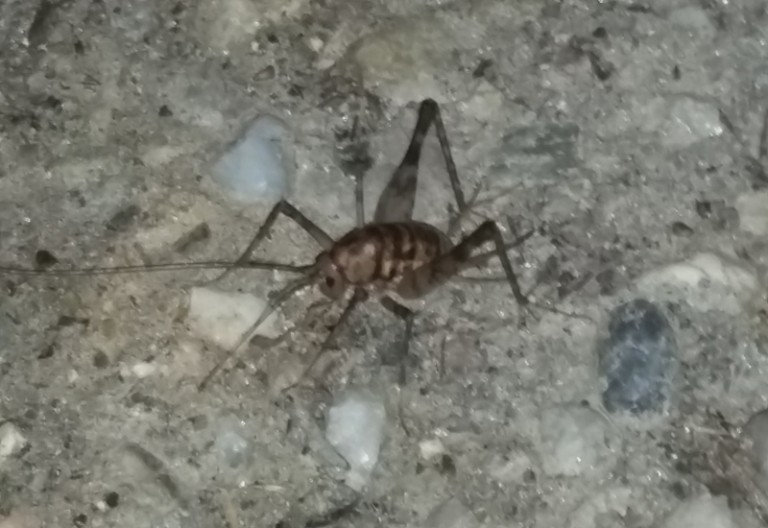 Are Camel Crickets Dangerous? Uncovering the Truth What's That Bug?