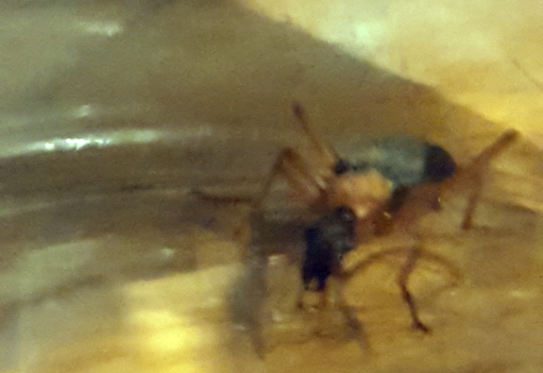 How to Get Rid of False Bombardier Beetles Easy and Effective Methods