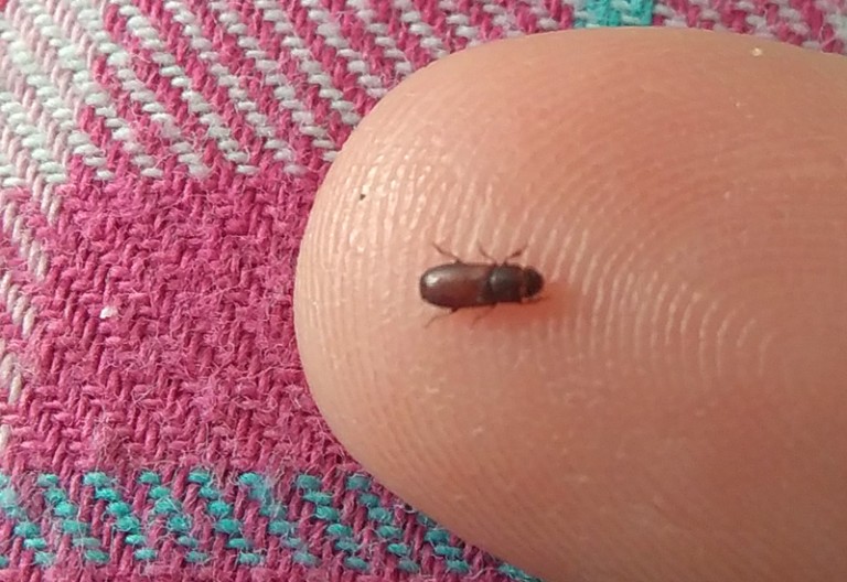 Flour Beetles In Bedroom What To Do? 9 Steps To Removing Flour