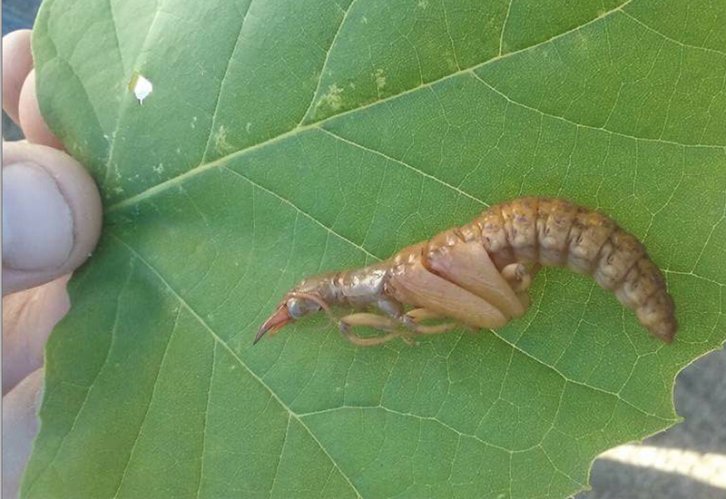 How To Get Rid Of Dobsonfly, And Do You Really Need To? - What's That Bug?