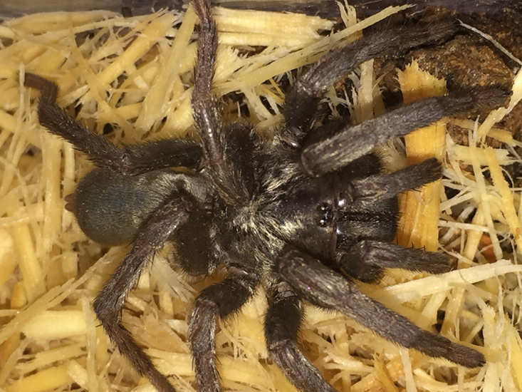 California Ebony Tarantula Whats That Bug 