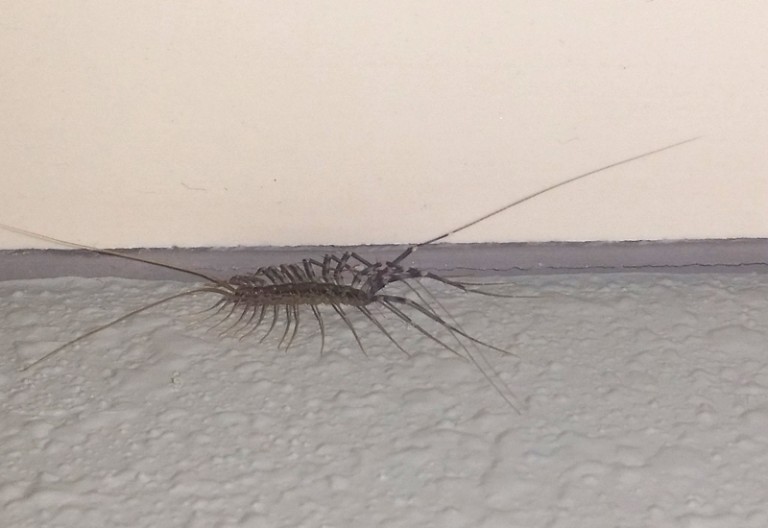 Do House Centipedes Eat Bed Bugs? Surprising Facts You Need To Know