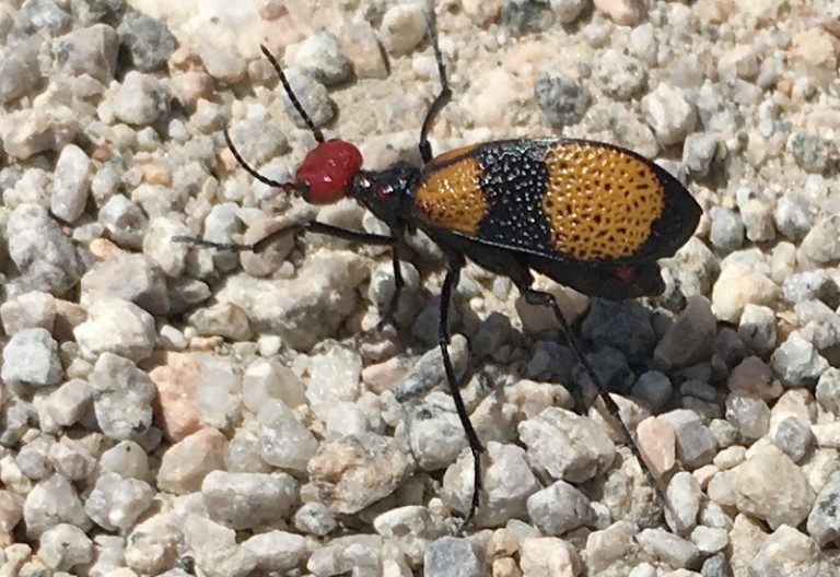 Iron Cross Blister Beetle What's That Bug?