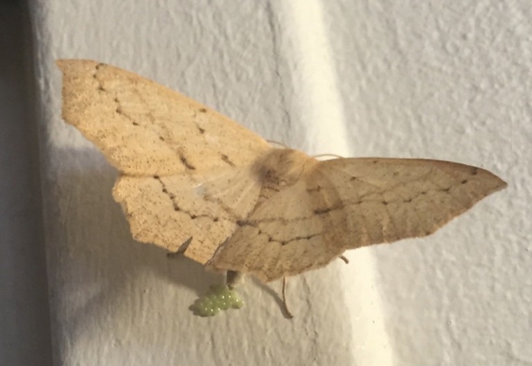 How to Get Rid of Moth Eggs Easy and Effective Tips What's That Bug?