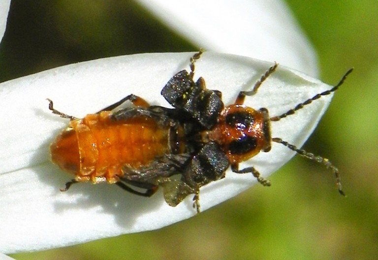 Are Soldier Beetles Good Or Bad For The Garden? Truth Revealed What's