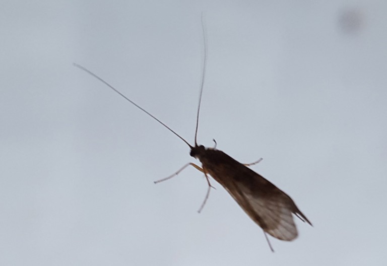 Caddisfly Life Cycle A Fascinating Journey from Larva to Adult What