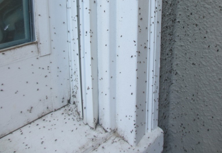 Probably Dirt Colored Seed Bug Infestation What's That Bug?