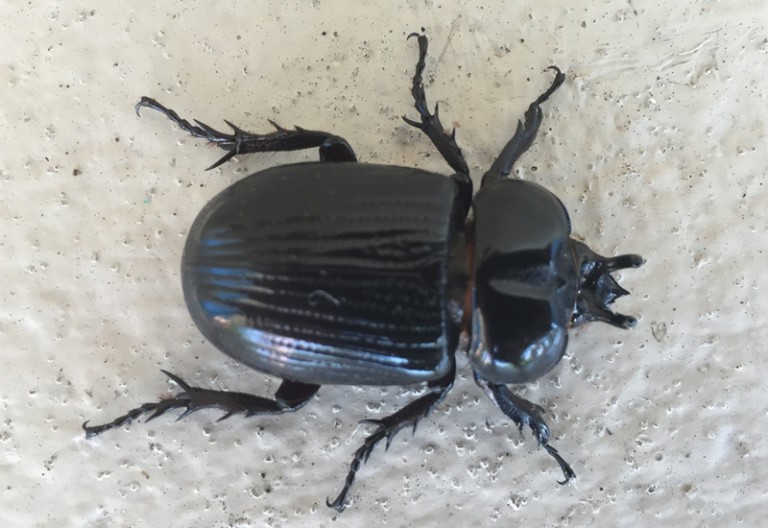 Triceratops Beetle What's That Bug?