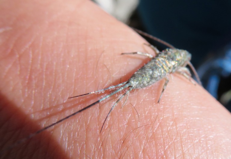 Bristletail All You Need to Know in a Quick Guide What's That Bug?