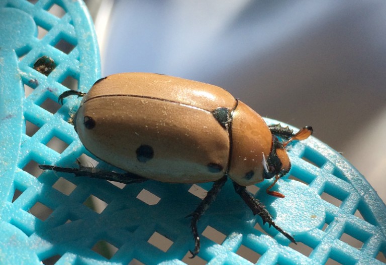 Are Grapevine Beetles Harmful to Humans? Uncovering the Truth What's