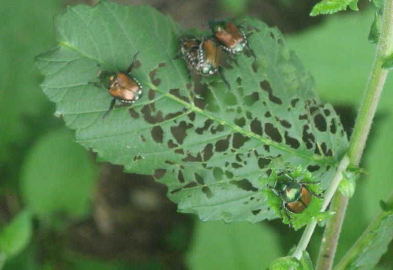 Japanese Beetles eat Chinese Elm 100 Year Anniversary of Accidental