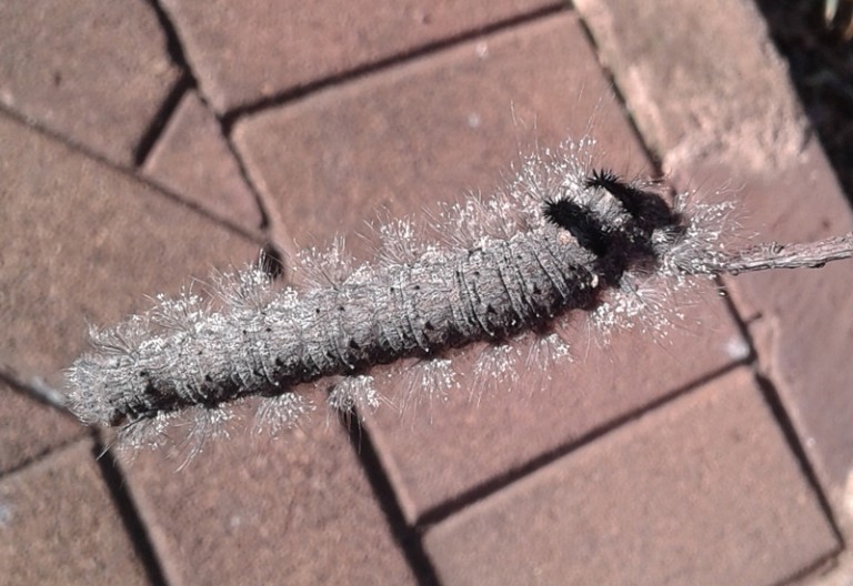Lappet Moth Caterpillar from South Africa What's That Bug?