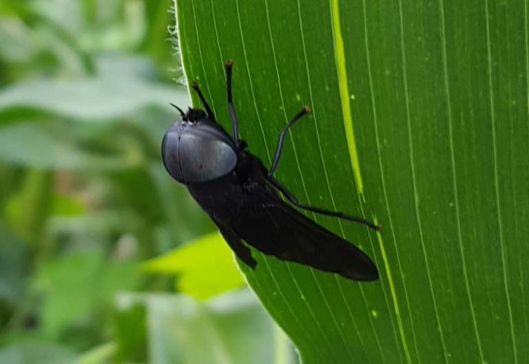 Male Black Horse Fly - What's That Bug?