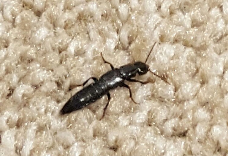 Rove Beetles Archives Page 4 of 14 What's That Bug?