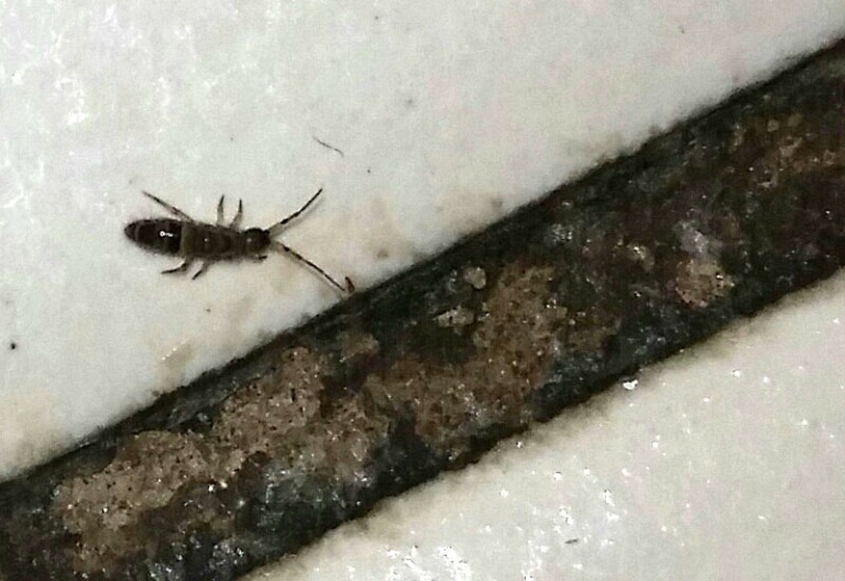 what-eats-springtails-the-enemies-of-springtails-revealed-what-s