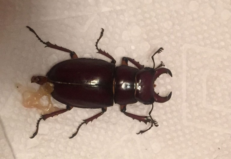 Are Stag Beetles a Threat? Removal Tips and Safety Guide