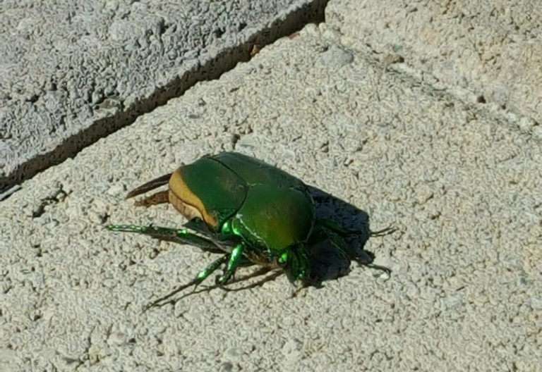 Figeater Beetle All You Need to Know in a Nutshell What's That Bug?