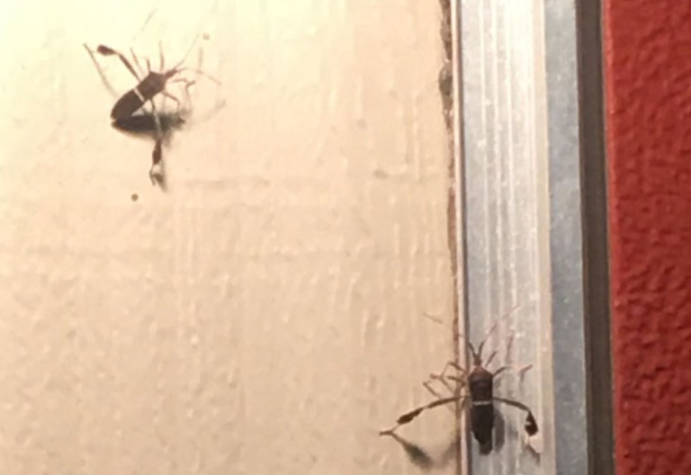 Leaf Footed Bugs attracted to Lights What's That Bug?