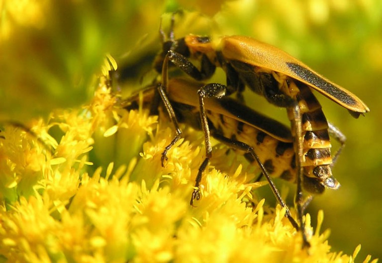 The Ultimate Guide to Soldier Beetles Identification and Facts