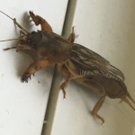 Crickets, Camel Crickets and Mole Crickets Archives - Page ...