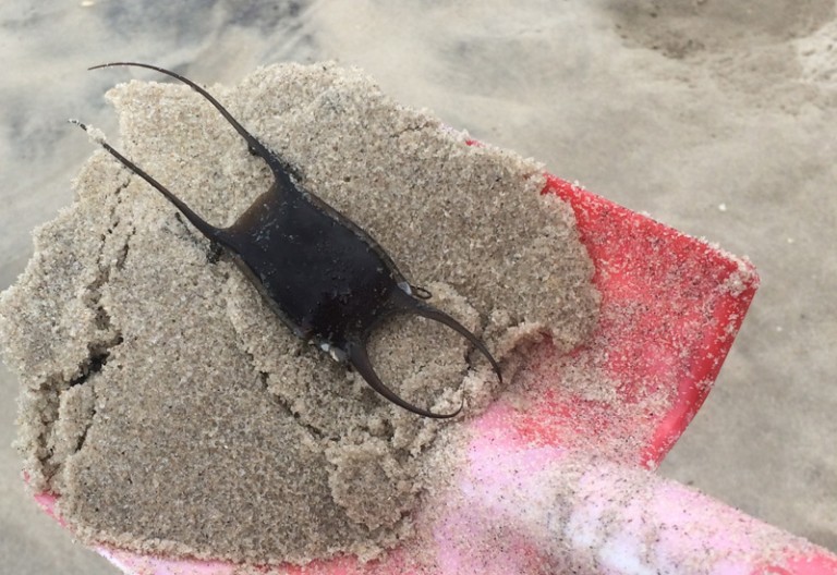 Mermaid's Purse Egg Case for a Shark, Skate or Ray What's That Bug?