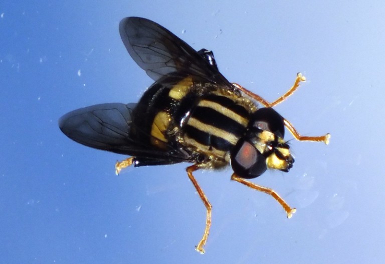 What Do Hoverflies Eat? Are They Beneficial To Gardens? What's That Bug?