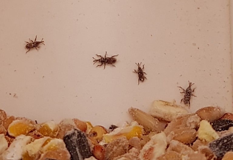 Will Birds Eat Seed With Weevils? What's That Bug?