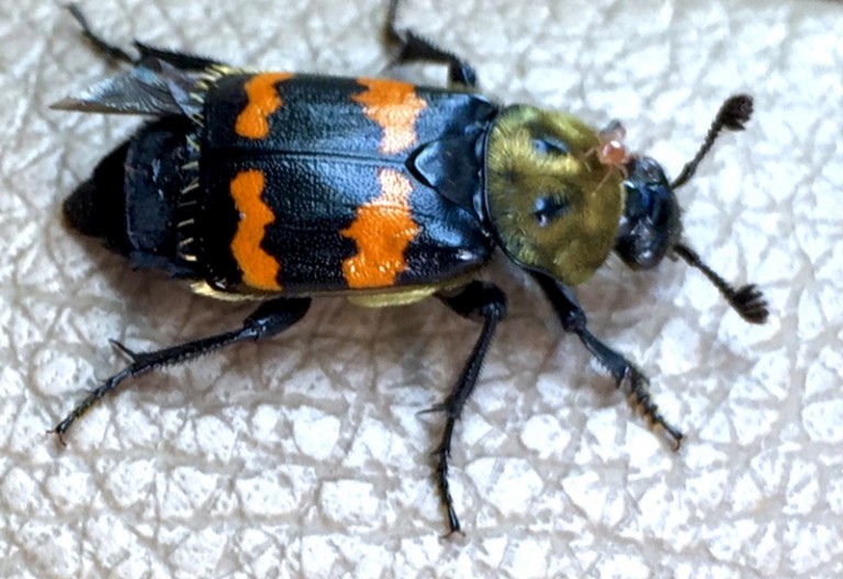 Tomentose Burying Beetle What's That Bug?