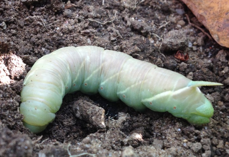The Metamorphosis of Hornworms What Do They