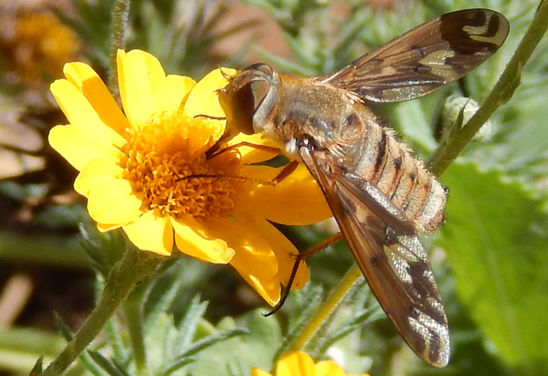 Bee Fly