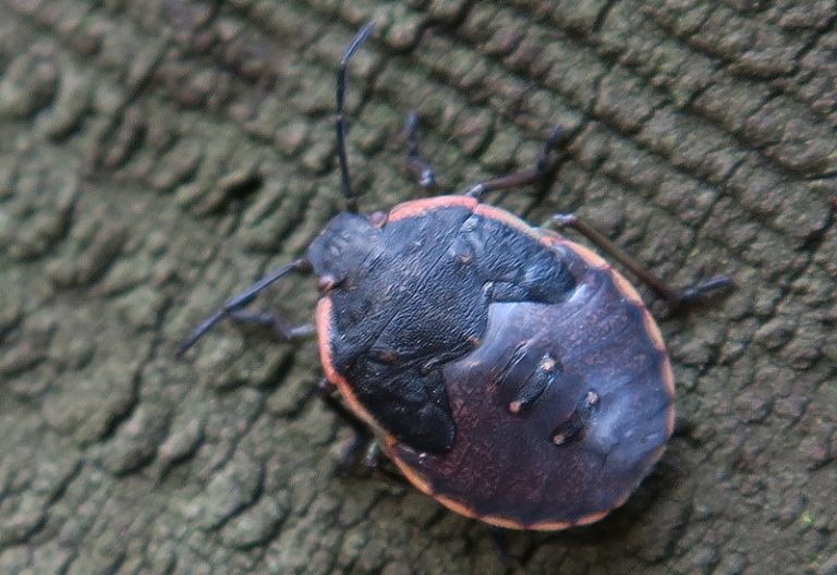 What Do Stink Bugs Eat? A Friendly Guide to Their Diet What's That Bug?