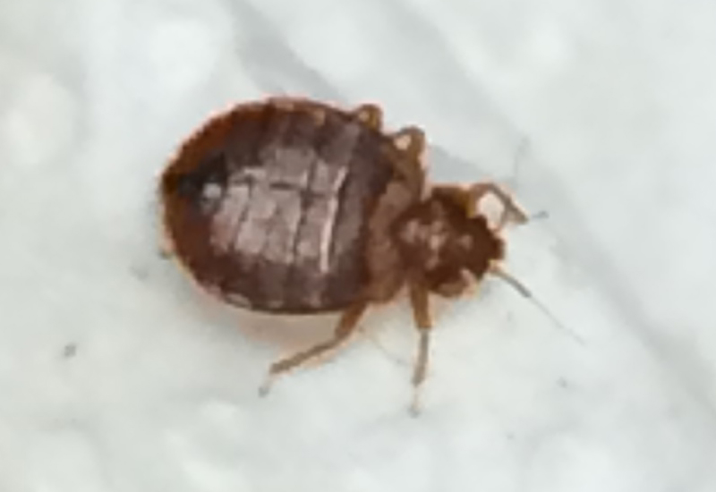 can bed bugs travel through clothes