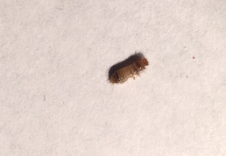 Unveiling the Truth Do Carpet Beetles Have the Ability to Fly?