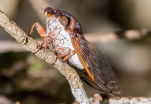 Where Are Cicadas Found? Discovering Their Global Habitats - What's ...