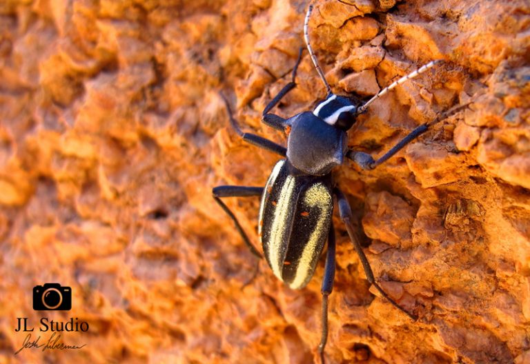 Darkling Beetle from Namibia What's That Bug?