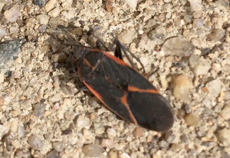 What Do Boxelder Bugs Eat A Friendly Guide to Their Diet What's That Bug?