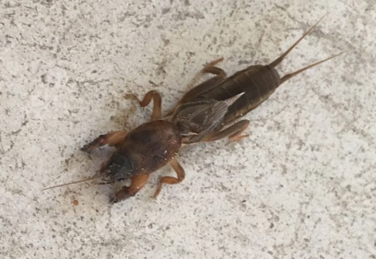 Mole Cricket Bite Is It Poisonous? Debunking Myths & Facts What's