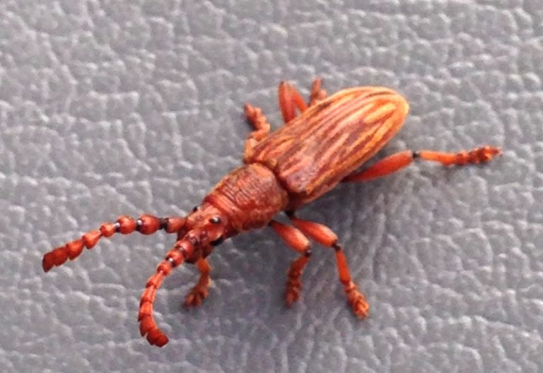 Will Birds Eat Seed With Weevils? What's That Bug?