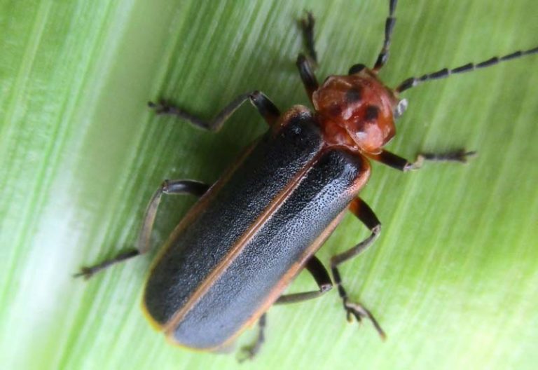 The Truth About Soldier Beetles Do They Really Bite?