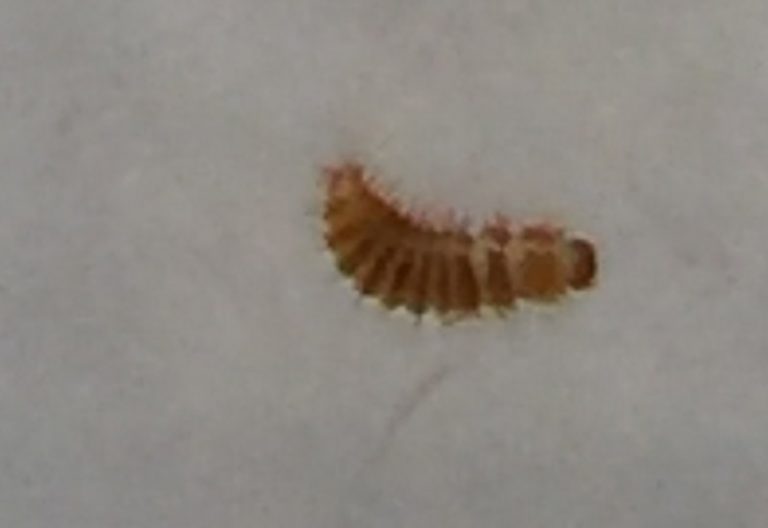 Carpet Beetle Larva or Maggots? Quick Guide to Identify the Culprits