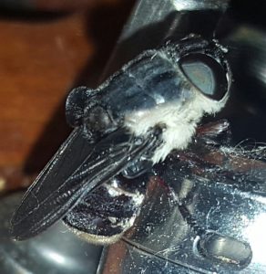 Where Are Botflies Found? Discover Their Habitats And Regions - What's ...