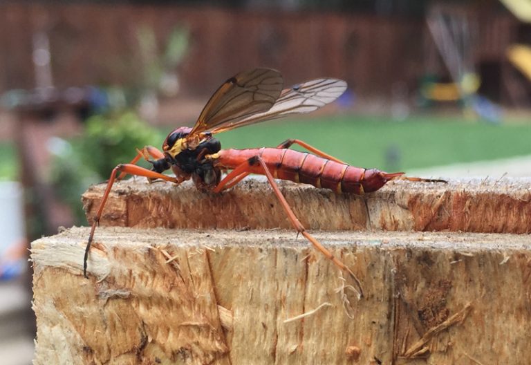 Do Crane Flies Bite? Debunking the Myth What's That Bug?