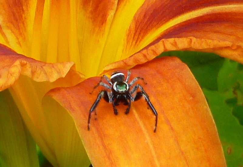 Are Jumping Spiders Smart? Unraveling The Truth Behind Their