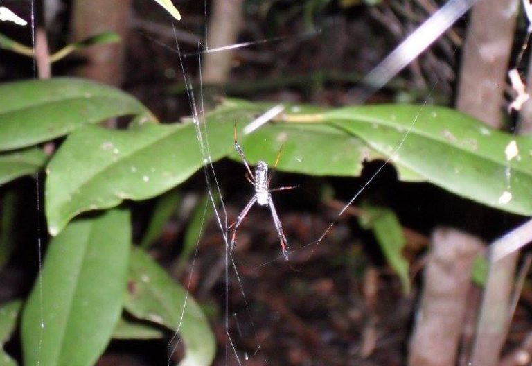 Golden Silk Spider from Madagascar What's That Bug?